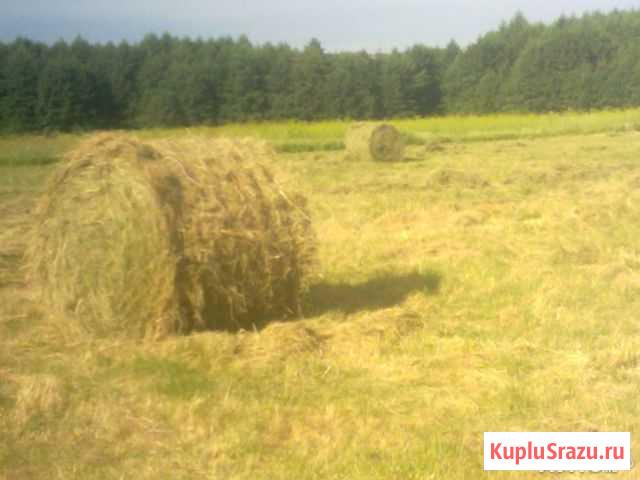 Сено и солома в рулонах по 350 кг Прямицыно - изображение 1