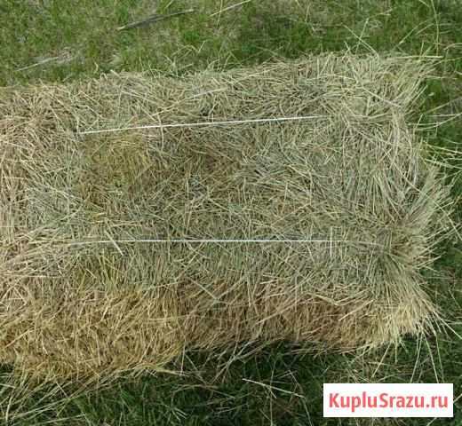 Сено в тюках Усмань - изображение 1