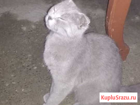 Кошка Аргун - изображение 1