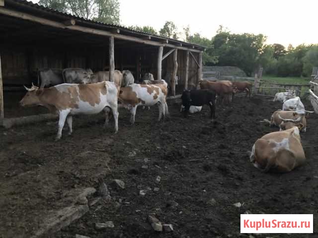 Корова Саракташ - изображение 1