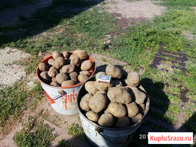 Картофель Мценск - изображение 1
