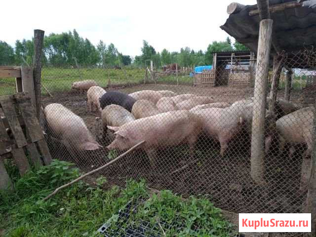Мясо свинина Болхов - изображение 1