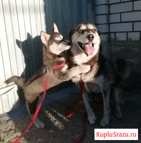 Собака Кузнецк - изображение 1