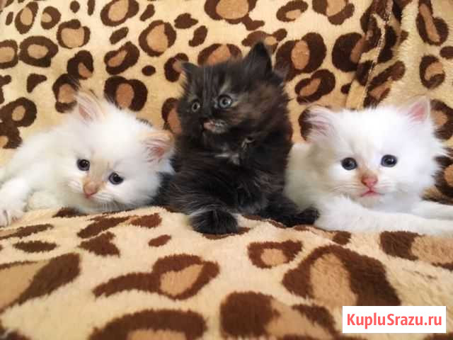 Отдам котят в добрые руки Каменка - изображение 1