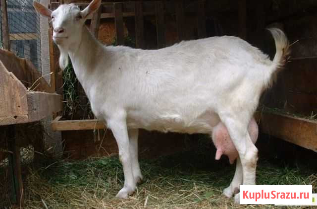 Козье молоко Псков - изображение 1