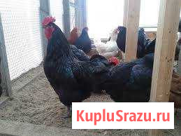 Инкубационное яйцо породистых кур Спас-Клепики - изображение 1