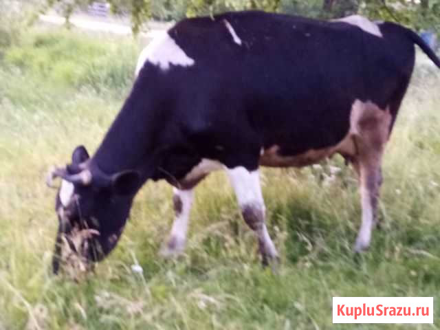 Молодая корова Касимов - изображение 1