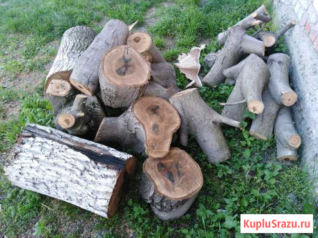 Ствол грецкого ореха Заводской - изображение 1