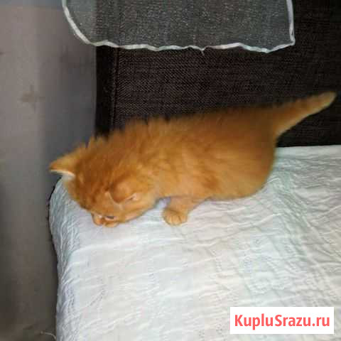 Котята Рудня - изображение 1