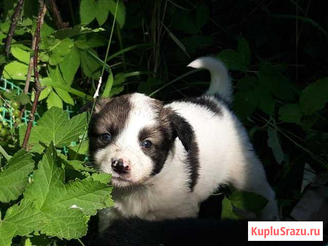 Красивые щенки Щекино - изображение 1