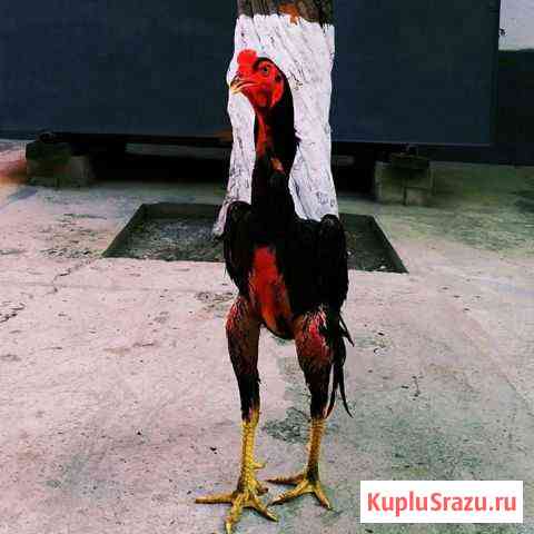 Птица Гудермес