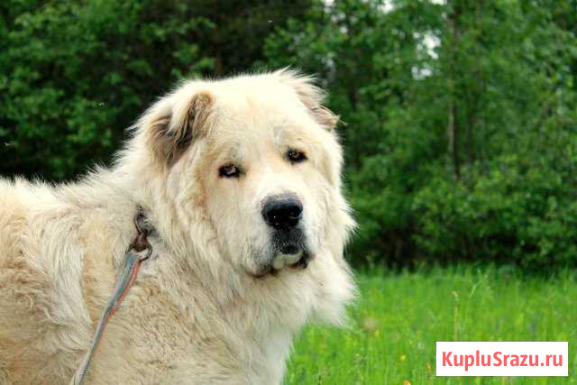 Кобель для вязки Рыбинск - изображение 1