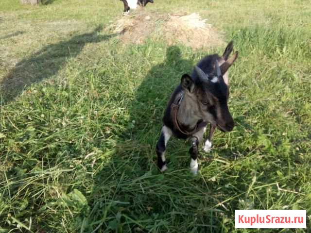 Козлята Ярославль - изображение 1
