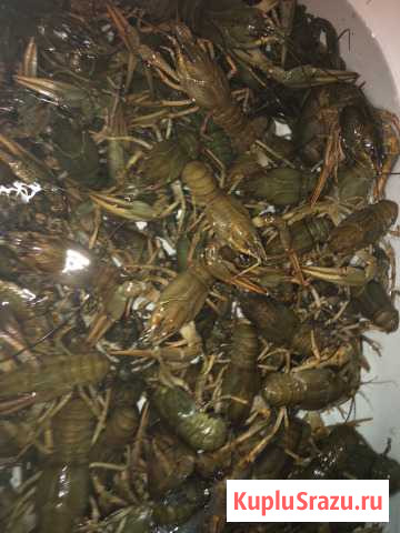 Живые раки Куровское - изображение 1