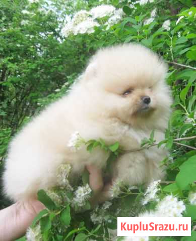 Шпицедетки Химки - изображение 1