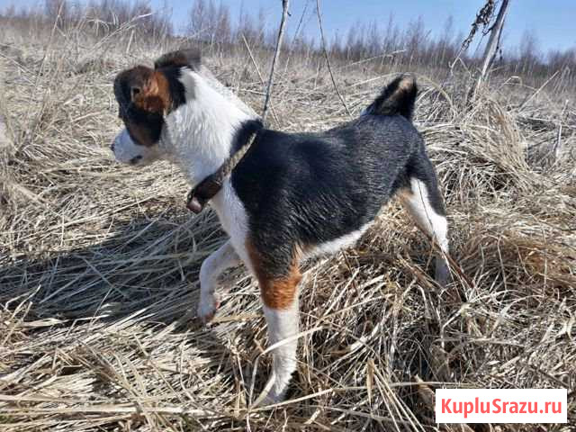Ищем жениха для вязки Истра - изображение 1