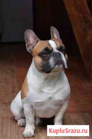 Французский бульдог для вязки Серпухов
