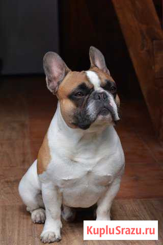 Французский бульдог для вязки Серпухов - изображение 1