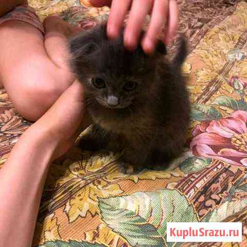 Кошечка британка Воскресенск