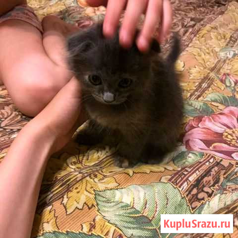 Кошечка британка Воскресенск - изображение 1