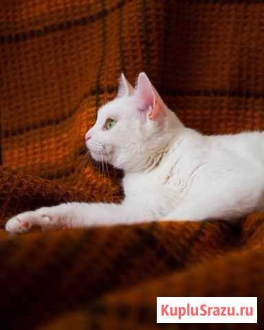 Белая кошка Егорьевск - изображение 1