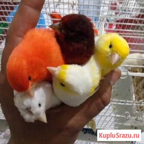 Цветной канарейки Ступино - изображение 1