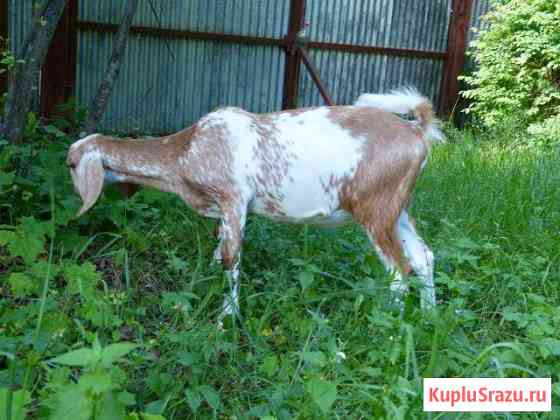 Камори, Англо Нубийские100 козлята козочки козы Малаховка