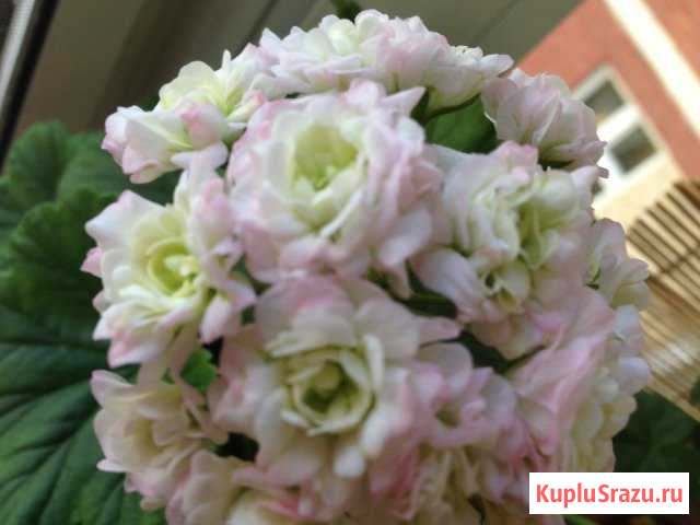 Пеларгонии розебудные Люберцы - изображение 1