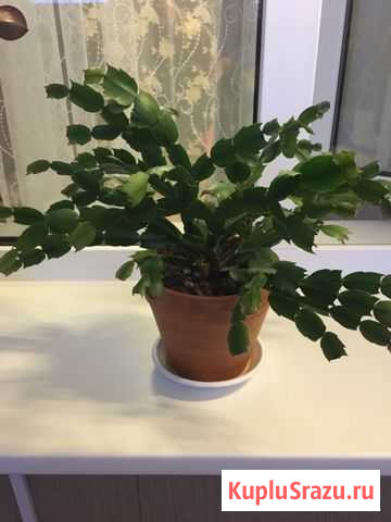 Рождественник/Декабрист Пироговский - изображение 1