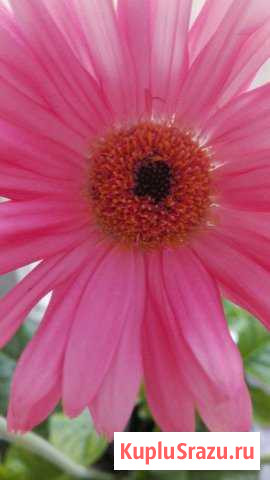 Зеркало Дубна - изображение 1