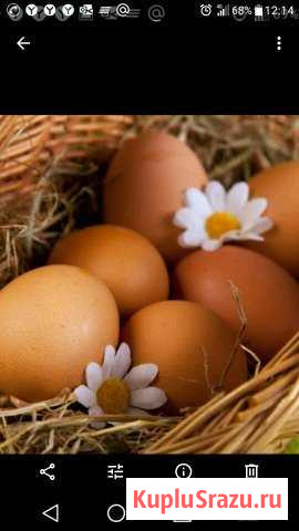 Яйцо куриное домашнее Авсюнино - изображение 1