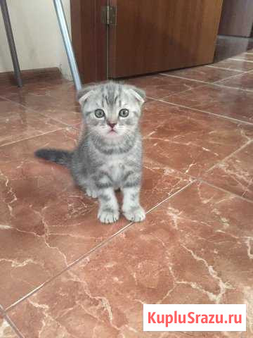 Шотландская Люберцы - изображение 1