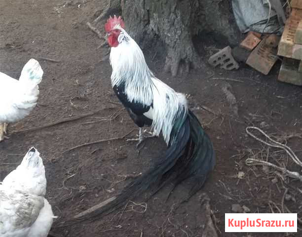 Петушок павловский Электросталь - изображение 1