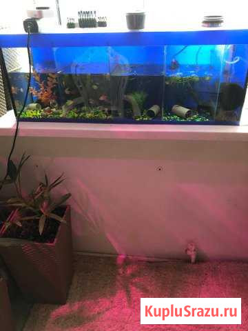 Аквариум Балашиха - изображение 1