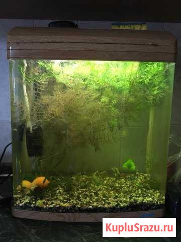 Аквариум jebo Коломна - изображение 1