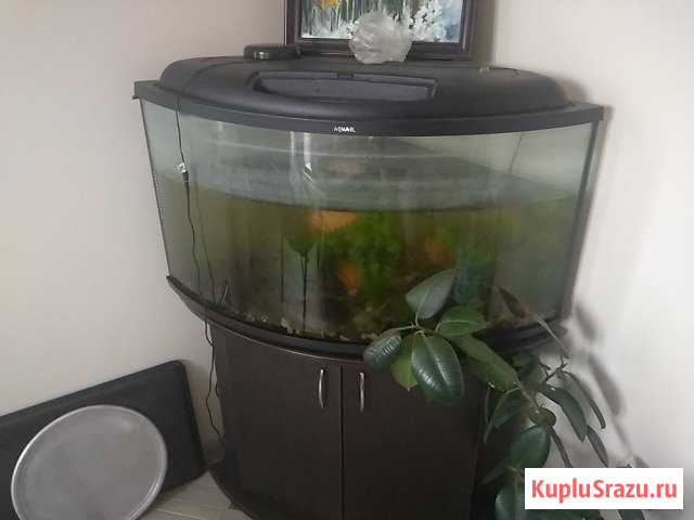 Аквариум Балашиха - изображение 1