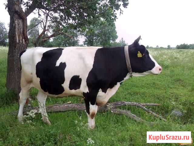 Дойные коровы Клин - изображение 1