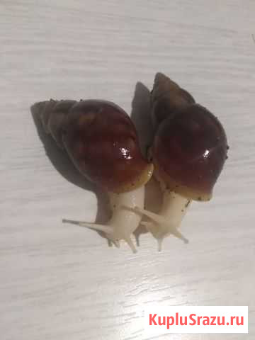 Улитки ахатины продажа/обмен Серпухов - изображение 1