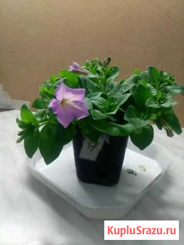Петуния ампельная Ногинск - изображение 1