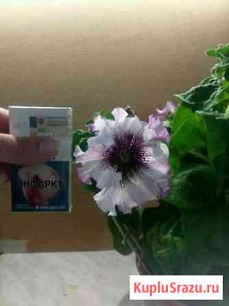 Крупноцветковая петуния Ногинск