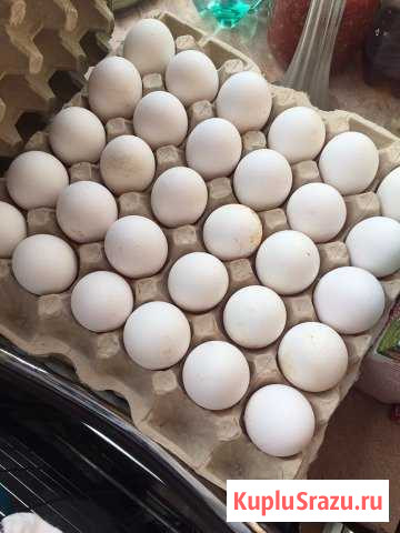 Домашние яйца Сергиев Посад - изображение 1