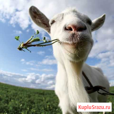 Козье молоко Звенигород - изображение 1