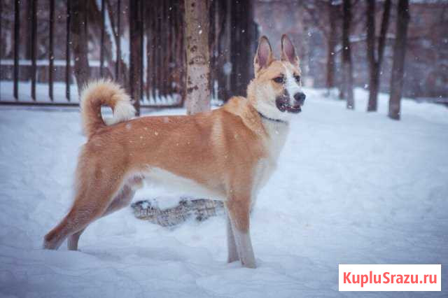 Собака Красногорск - изображение 1