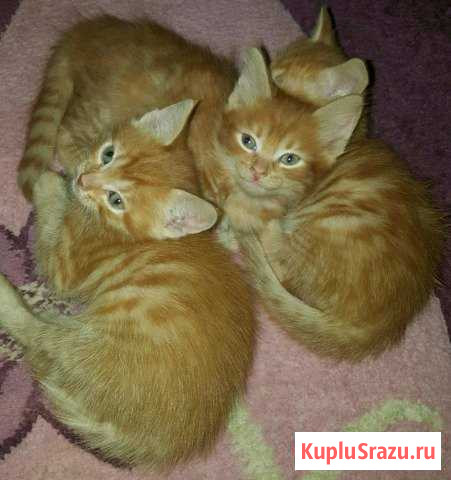 Котята в добрые руки Щёлково - изображение 1