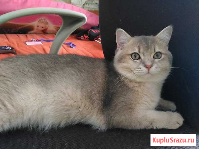 Кот на вязку Киевский - изображение 1