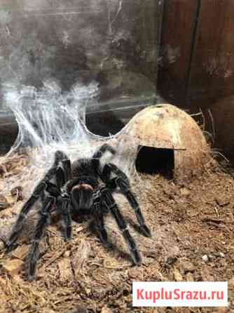 Lasiodora parahybana Апрелевка