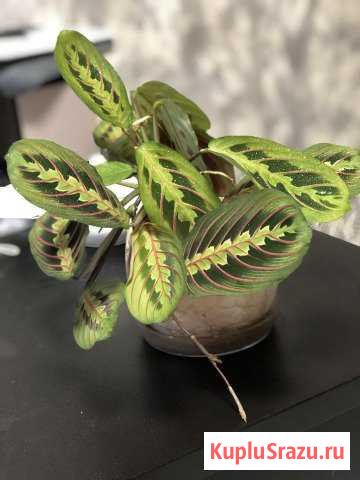 Маранта - комнатное растение Видное - изображение 1