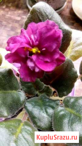 Фиалка сорт ек Гладиатор Сергиев Посад - изображение 1