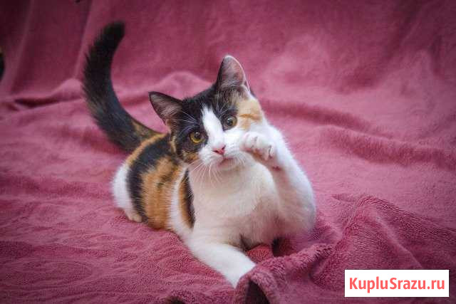 Красивый котёнок в добрые руки Жуковский - изображение 1