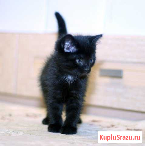 Котенок мальчик в добрые ручки. Здоров, привит Краснодар - изображение 1